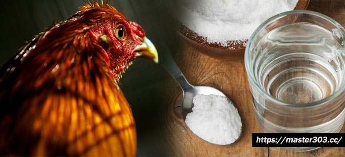 Manfaat Air Garam Bagi Ayam